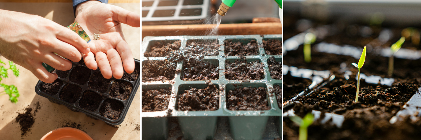 koláž sázení zeleniny ze semínek